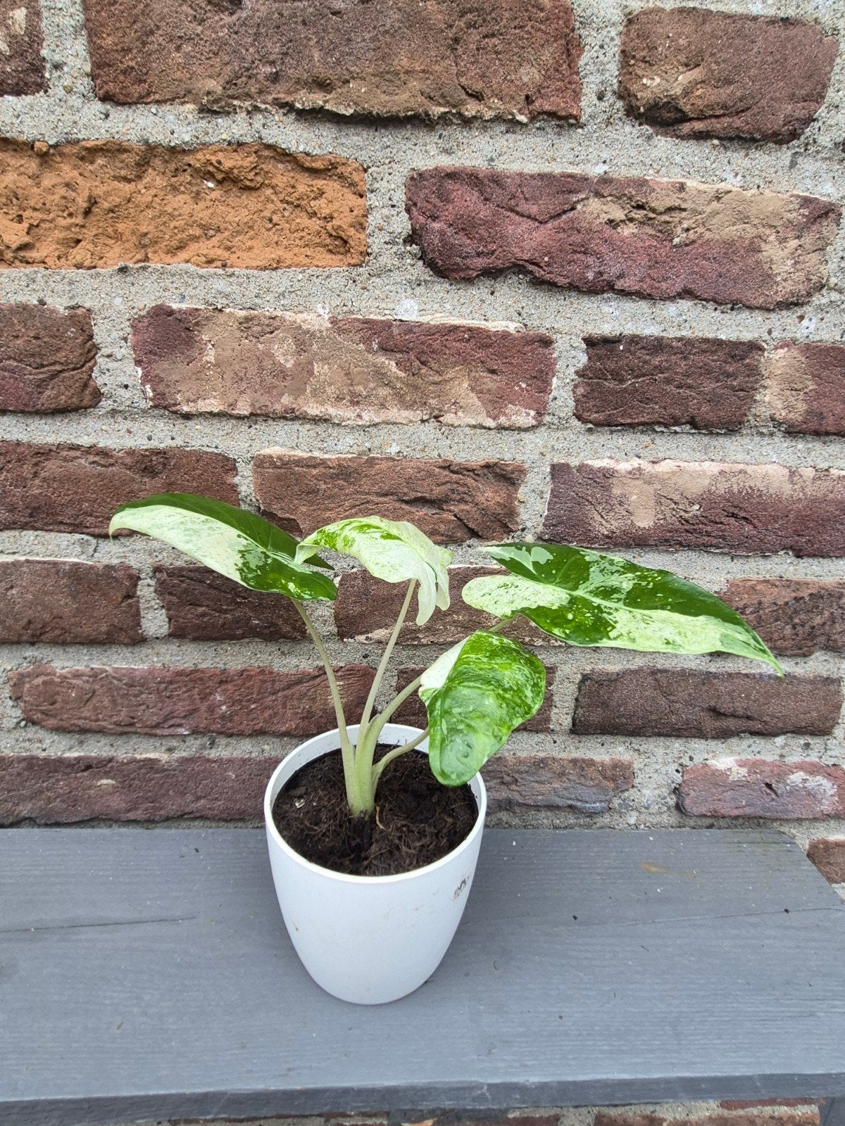 Alocasia Odora Batik Variegata, Ophalen, Overige soorten, Minder dan 100 cm