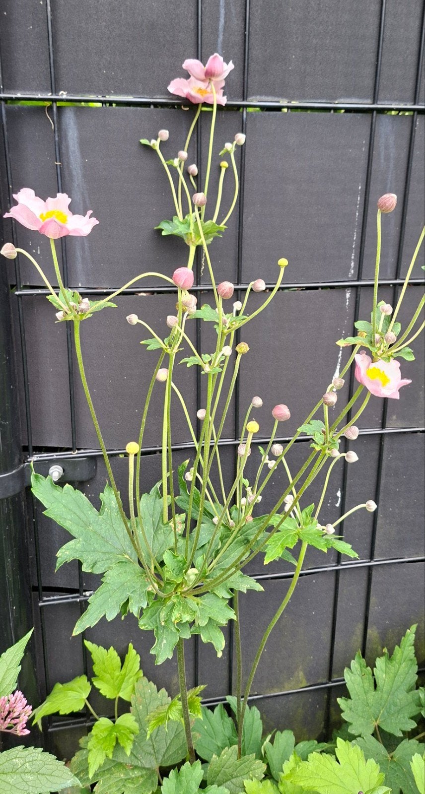 stekken Anemonen, Ophalen, Overige soorten, Volle zon