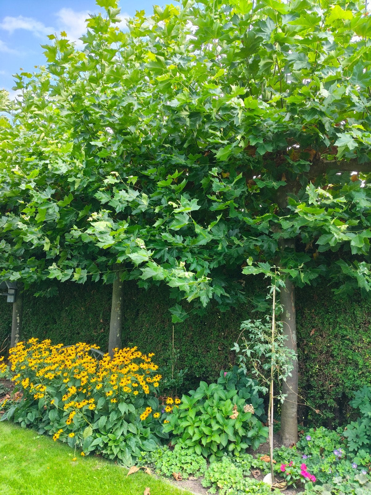 wilgentakken / plataan takken/ vogelheg gratis., Tuin en Terras, Bloeit niet, Leiboom, 400 cm of meer, Ophalen