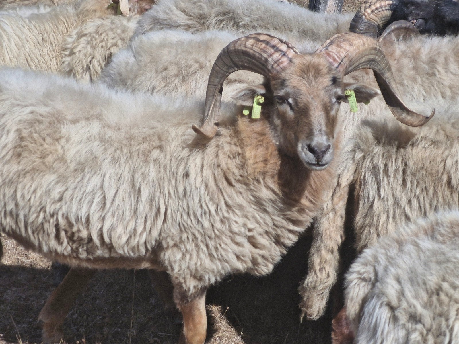 Drents Heideschaap ram, Dieren en Toebehoren, Schapen, Geiten en Varkens, Mannelijk, Schaap, 0 tot 2 jaar