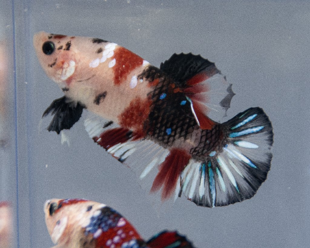 Betta koi Man, Vis, Zoetwatervis