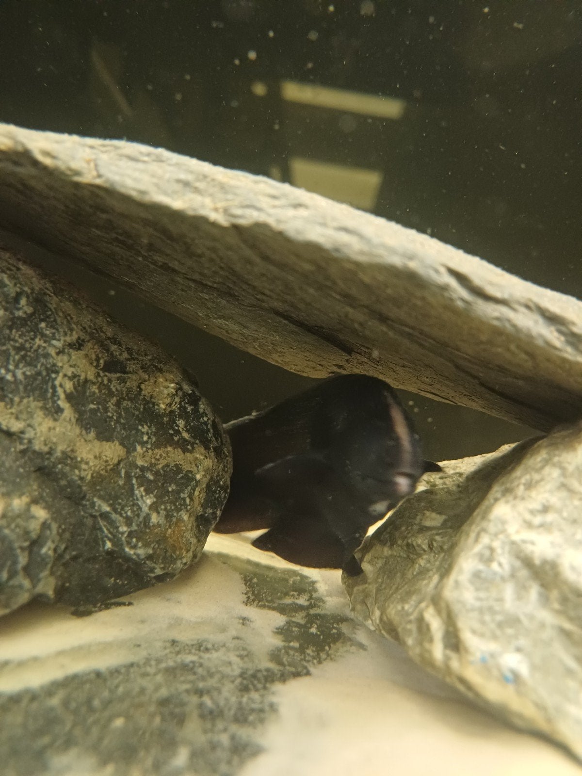 Black ghost mesvis, Vis