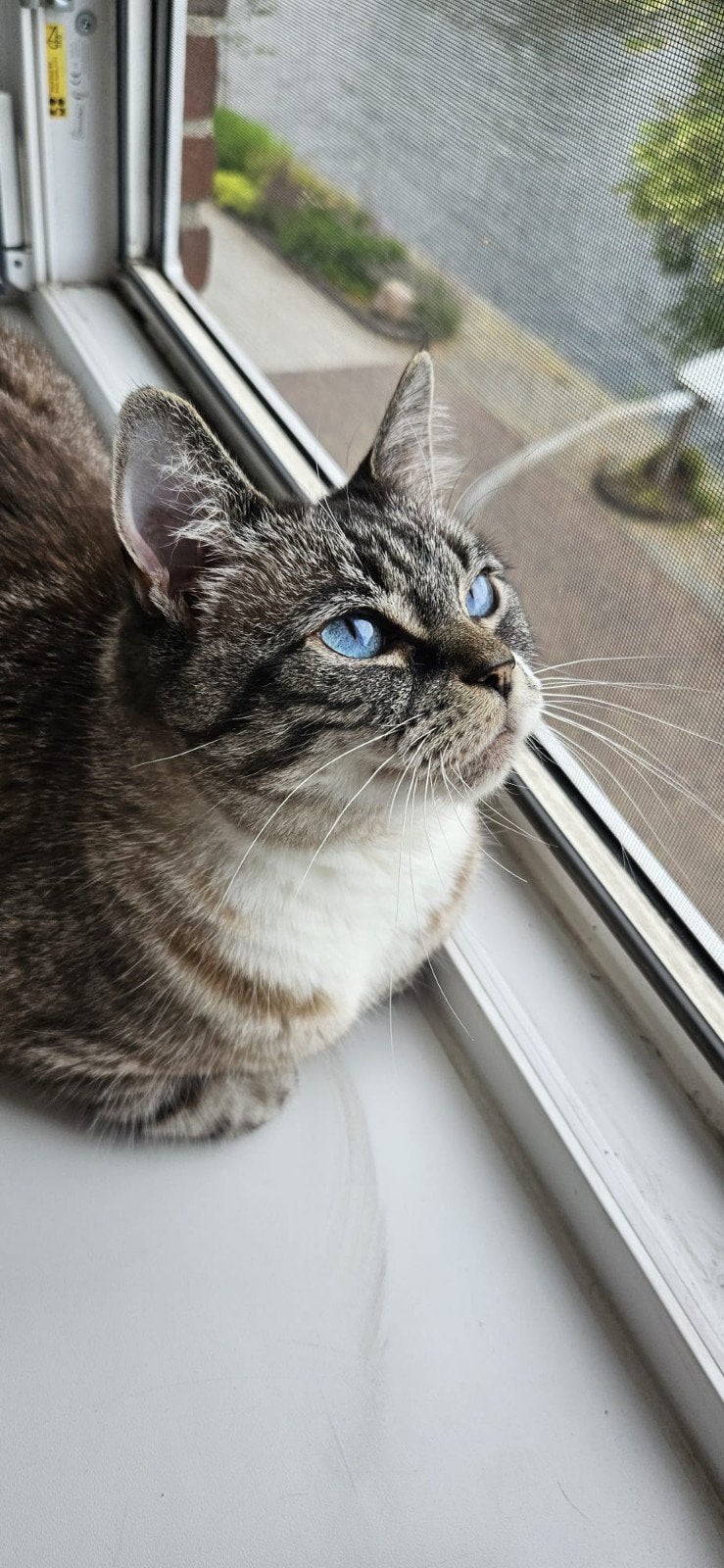 Gezocht: een liefdevol nieuw thuis voor lieve poes Arya, Poes, Kortharig, 6 jaar of ouder