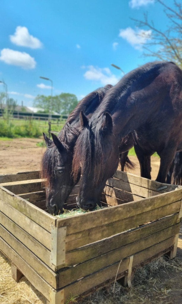 Stalling vrij op paddock paradise, Dieren en Toebehoren, Stalling en Weidegang, Stalling, 1 paard of pony