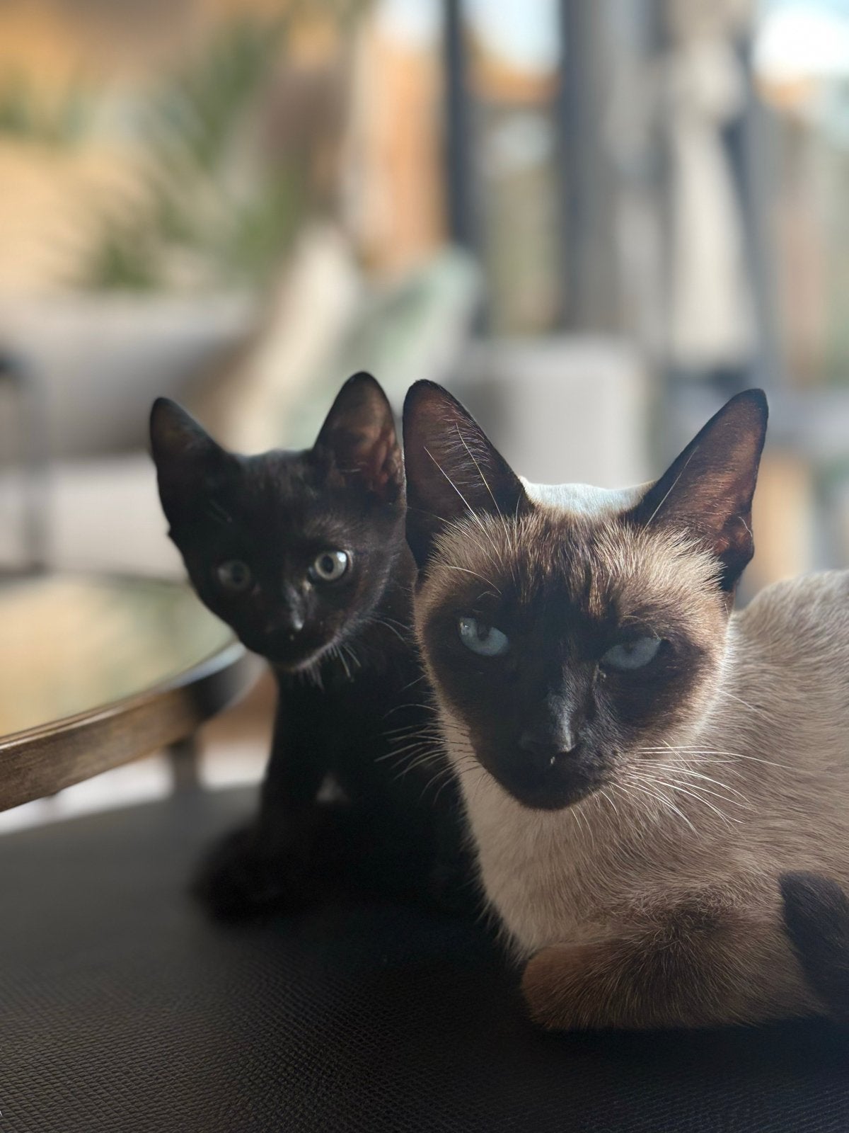 Half-siamese kittens, Meerdere dieren, Kortharig, 0 tot 2 jaar