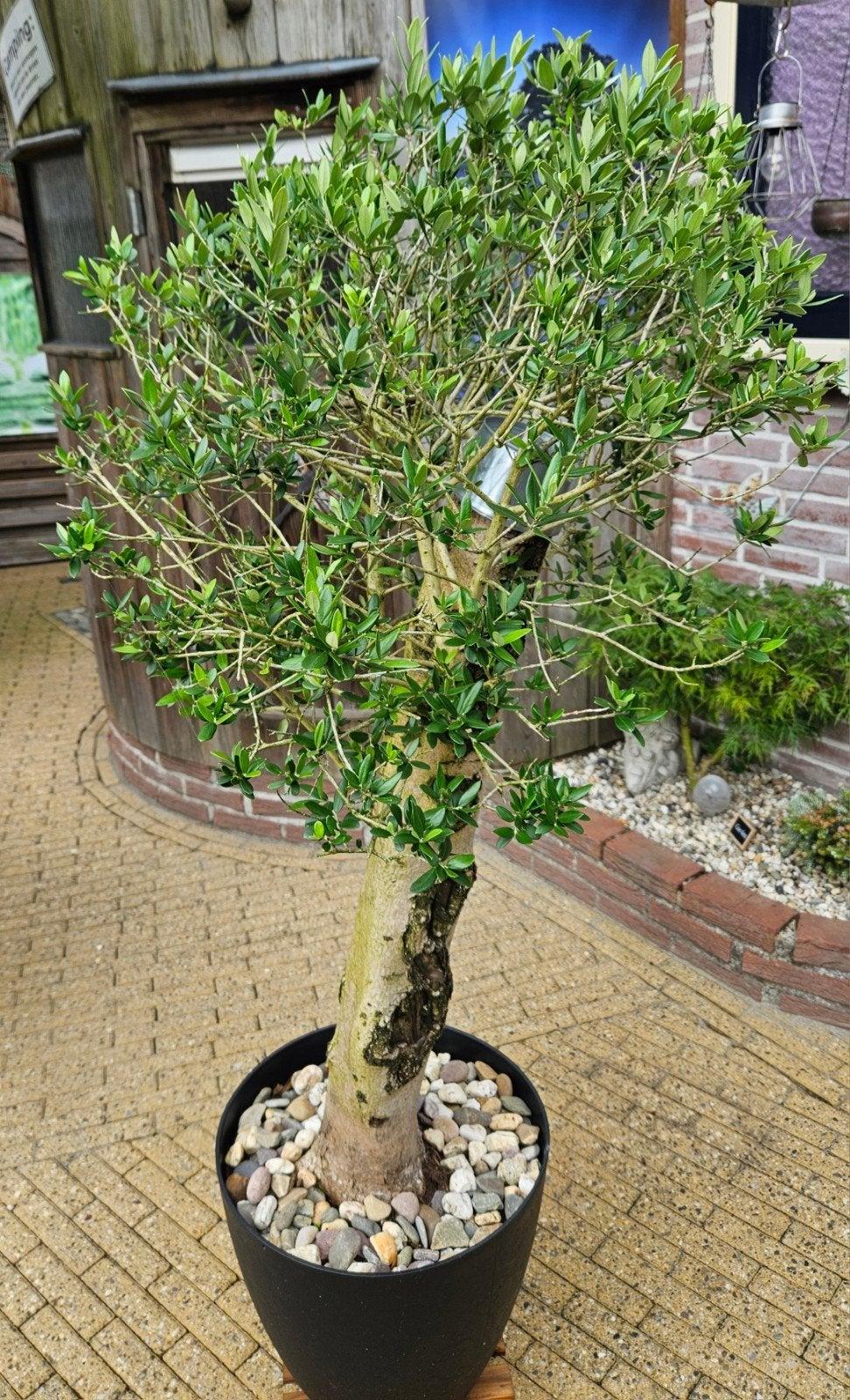 Olijfboom - Mediterrane sfeer in uw tuin, 100 tot 250 cm, Olijfboom, Zomer, Ophalen