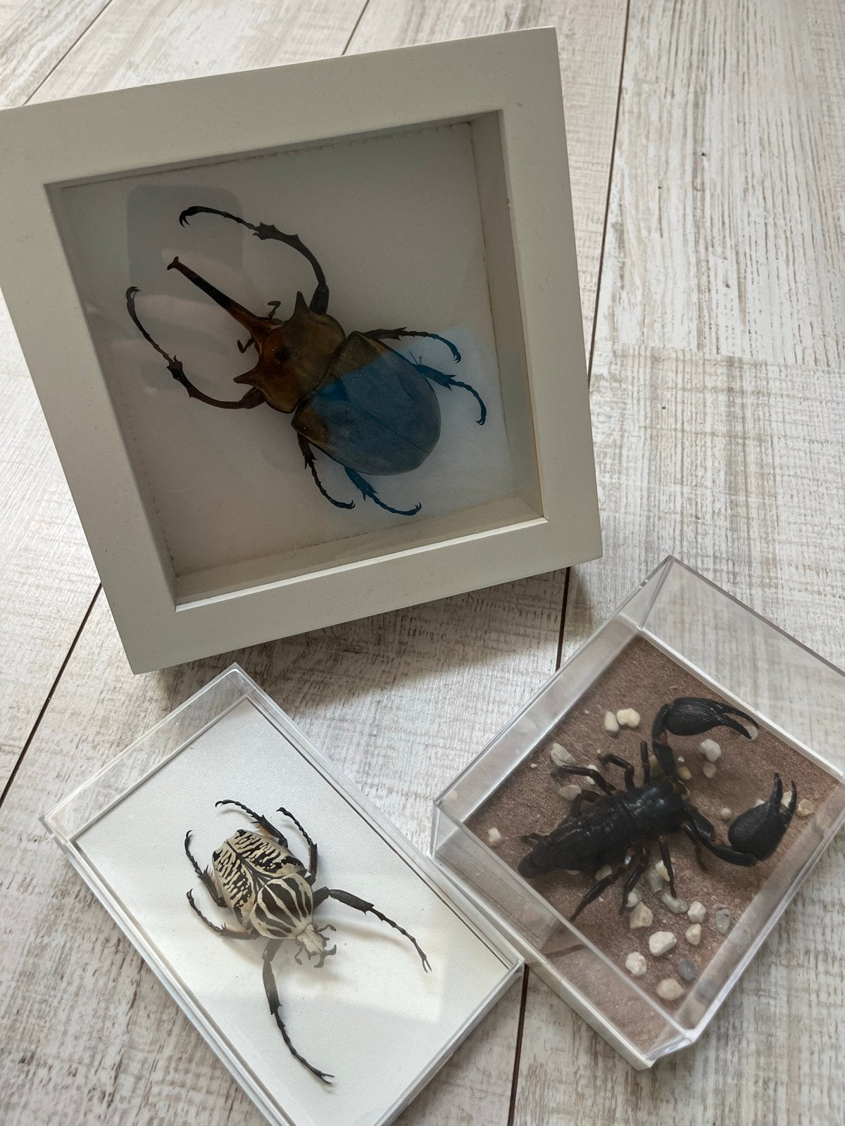 Opgezette insecten en schorpioen in vitrine, Ophalen of Verzenden, Zo goed als nieuw, Insect, Opgezet dier