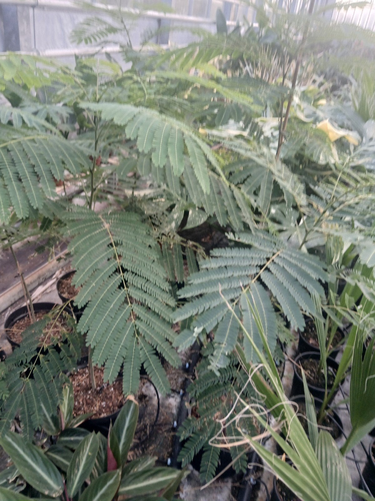 albizia (slaapboom), Tuin en Terras, Ophalen, Volle zon, Overige soorten