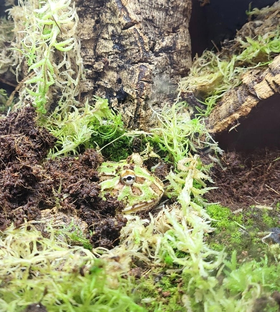 Pacman frog incl verblijf (hoornkikker), Overige soorten, Met terrarium, 0 tot 2 jaar