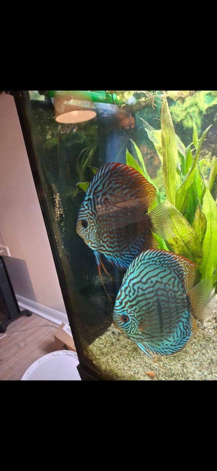 discus vissen koppel.
