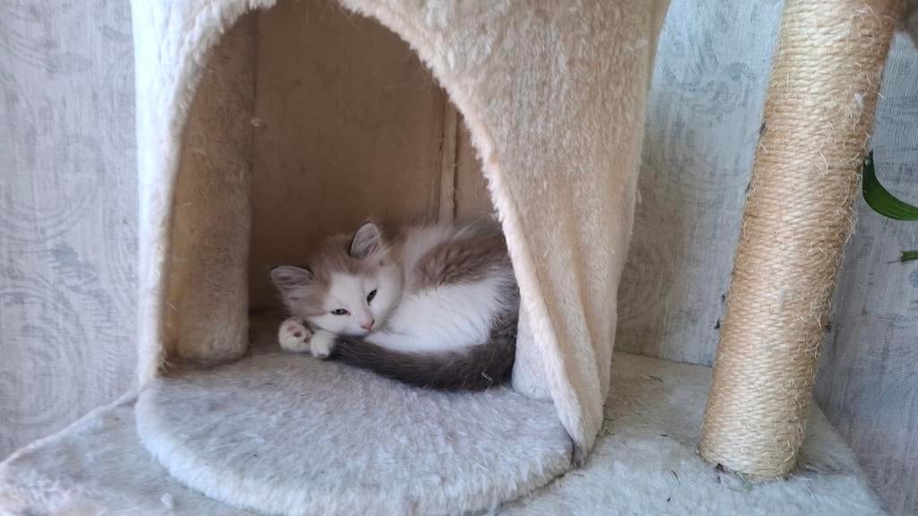 Kittens Siberische Neva Masquerade met 25% Ragdoll, Dieren en Toebehoren, Katten en Kittens | Raskatten | Langhaar, Meerdere dieren
