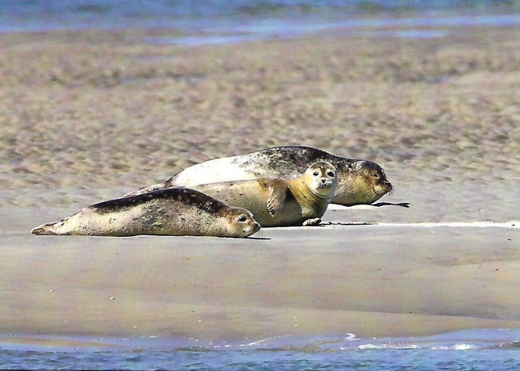 Zeehonden., Verzenden, 1980 tot heden, Ongelopen, Wild dier