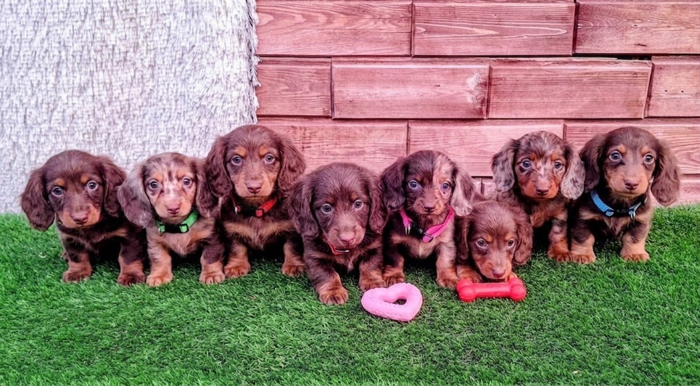 Mooie Langharige Teckel Puppies (Choco & Merle), Kaninchen, Particulier, 8 tot 15 weken, Buitenland