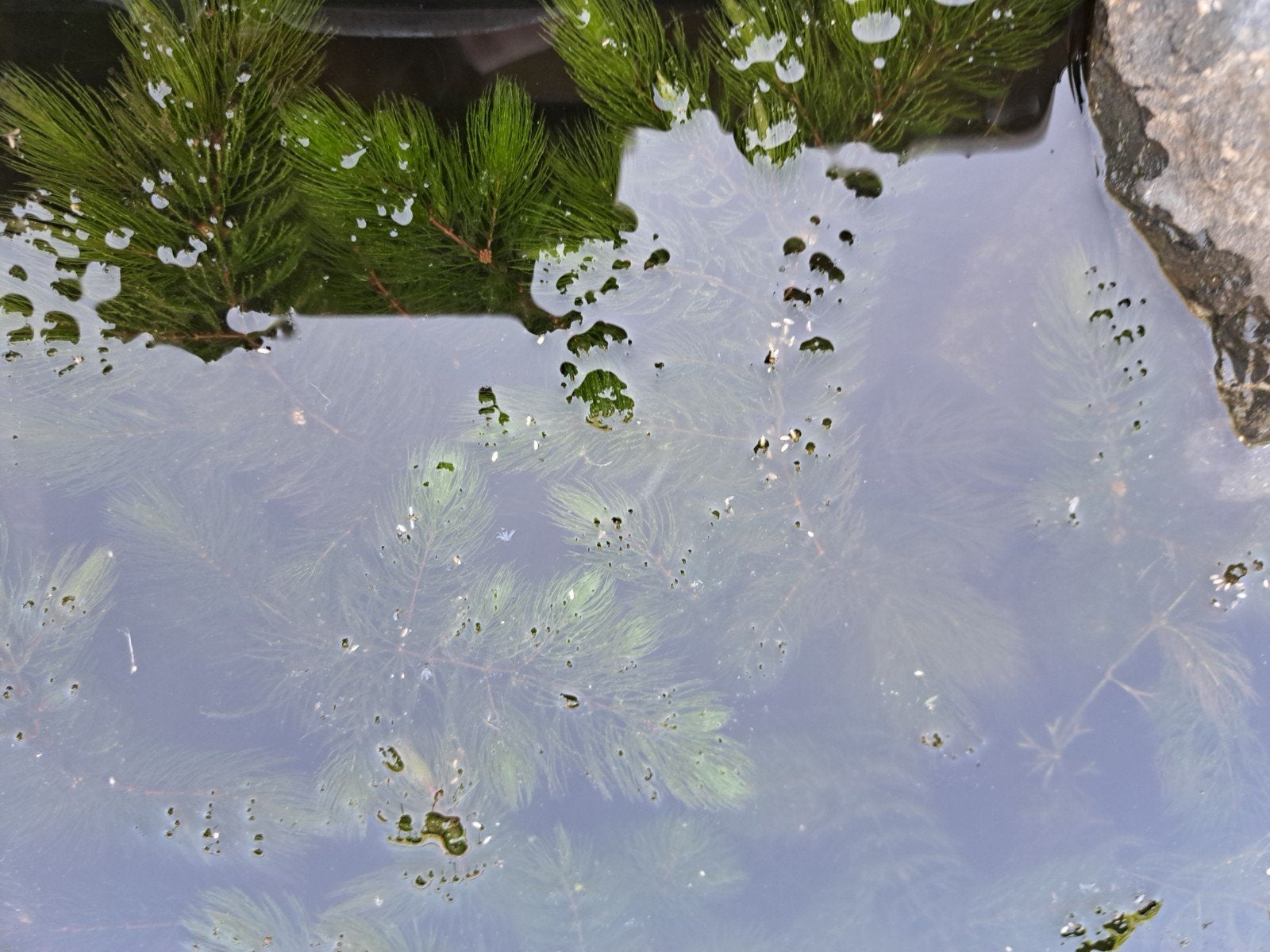 Vers hoornblad zuurstofplant per 10 liter emmer, Tuin en Terras, Vijvers, Ophalen