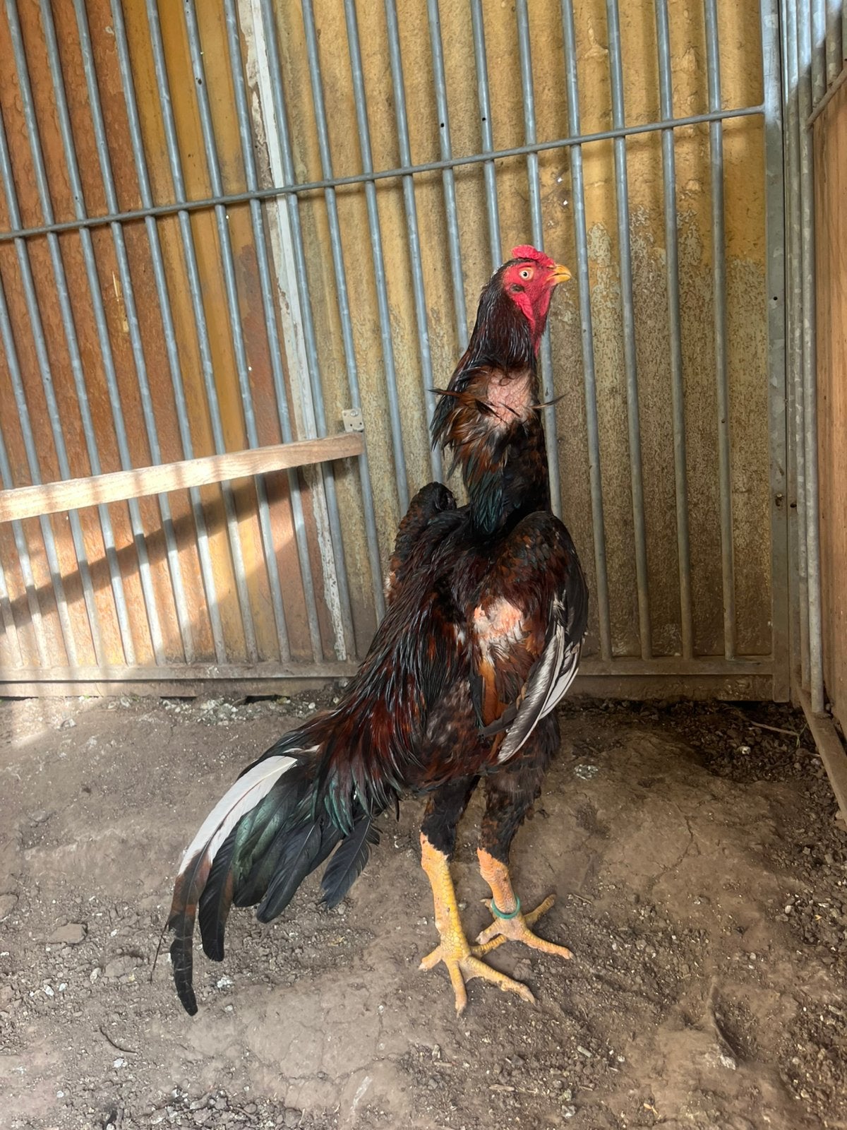 O shamo 2025, Dieren en Toebehoren, Pluimvee, Mannelijk, Kip