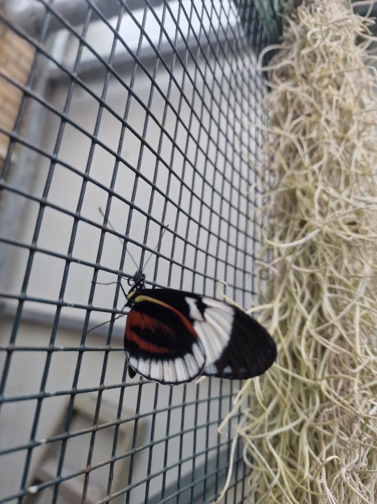 Heliconius eitjes te koop!, Dieren en Toebehoren, Insecten en Spinnen, Vlinders of Rupsen