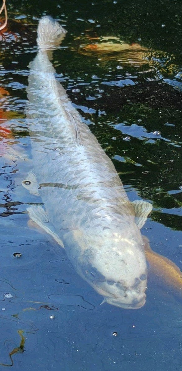 jumbo ogon 80+, Dieren en Toebehoren, Vissen | Vijvervissen, Karper of Koi