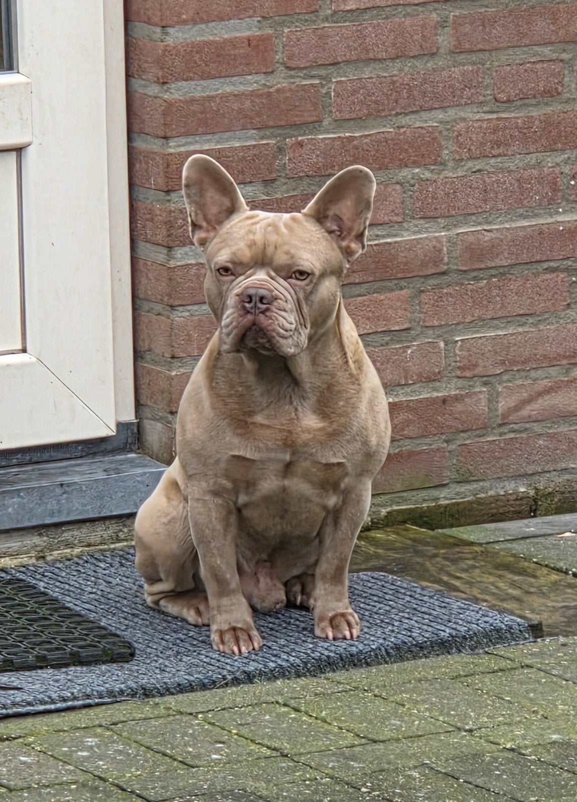 Kendji franse bulldog dek reu, Nederland, Reu, Meerdere, 3 tot 5 jaar