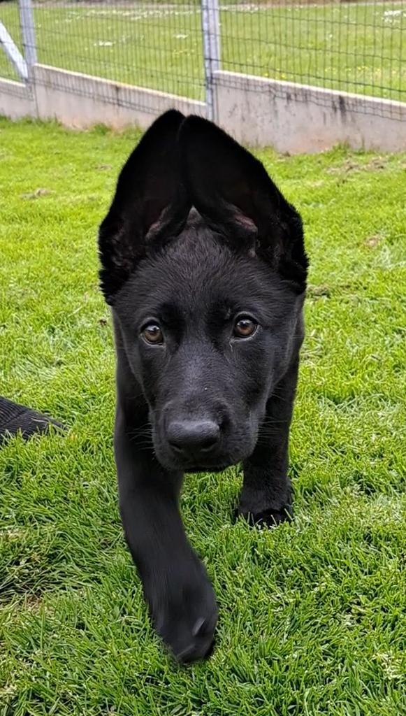 Zwarte duitse herder uit werklijnen met stamboom, Dieren en Toebehoren, Honden | Herdershonden en Veedrijvers, Parvo, 8 tot 15 weken