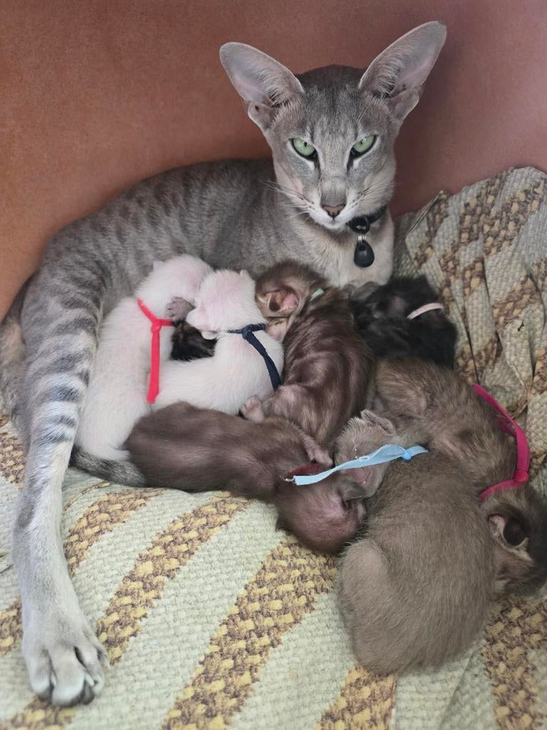 Oosterse Korthaar kittens, Dieren en Toebehoren, Meerdere dieren, Ontwormd
