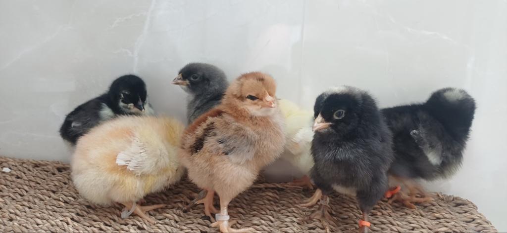 Broedeieren kleurleggers- regenboog- araucana olijf groen, Geslacht onbekend, Kip