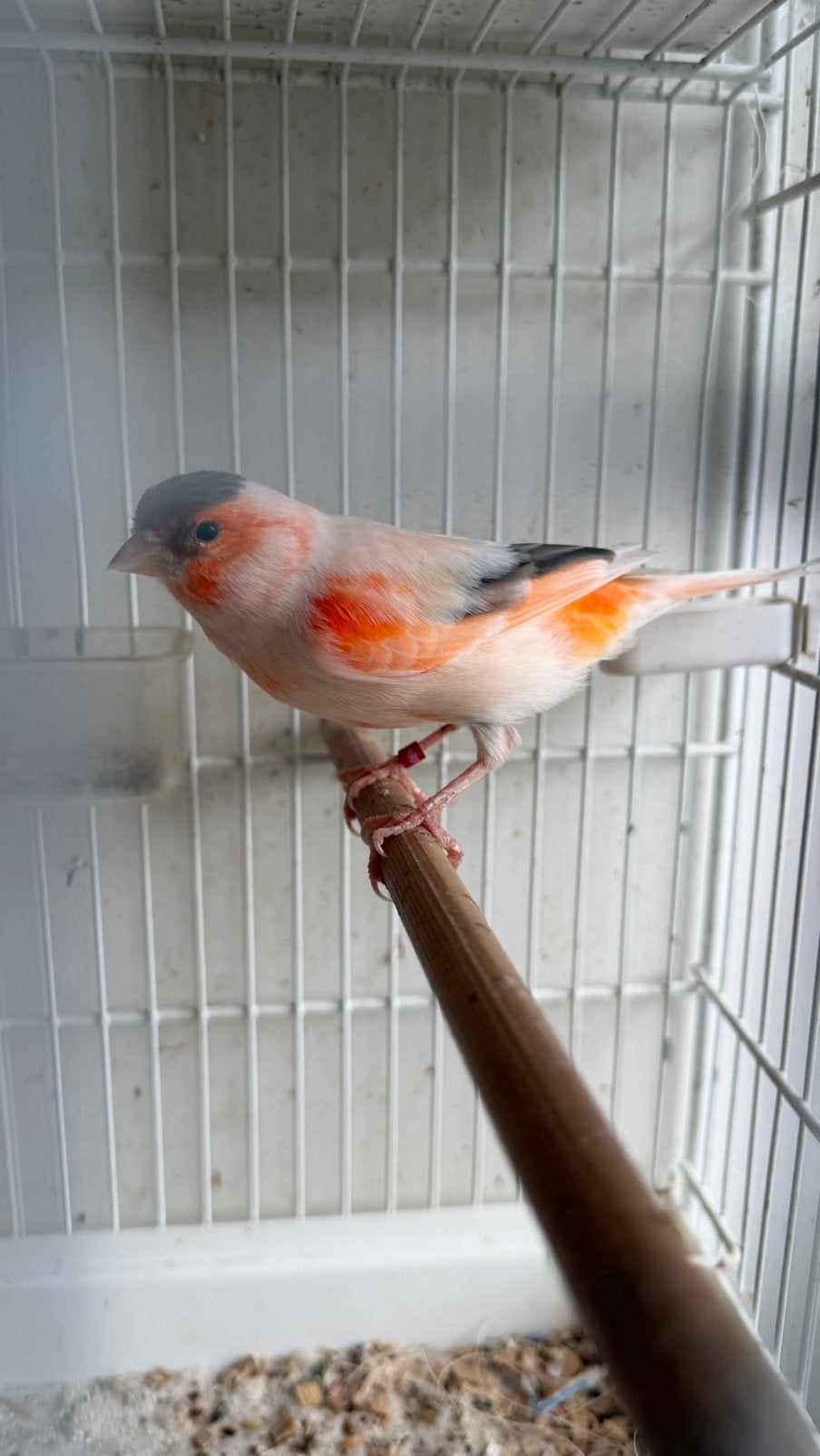 Harlekijn Kanarie van 2024 man perfect zingen, Dieren en Toebehoren, Vogels | Kanaries, Mannelijk, Zangkanarie