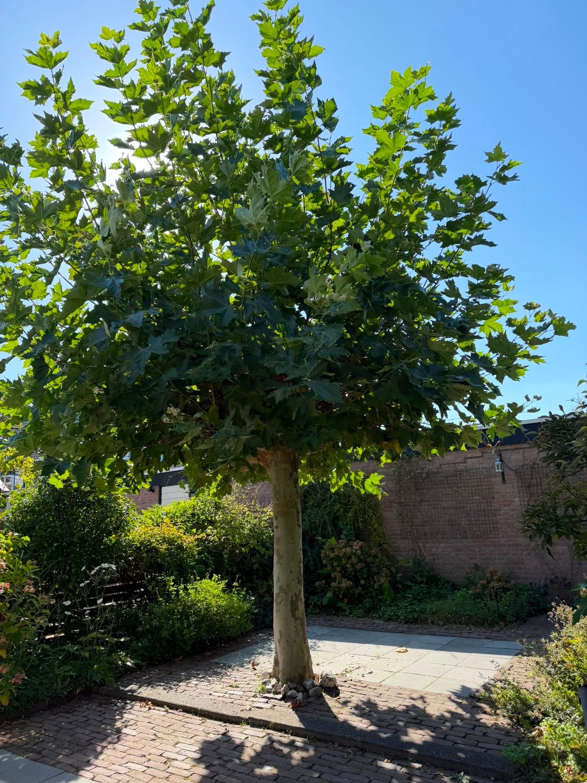 Grote Bolboom (Plataan) gratis af te halen in Vught, Tuin en Terras, Bloeit niet, 250 tot 400 cm, Ophalen, Volle zon