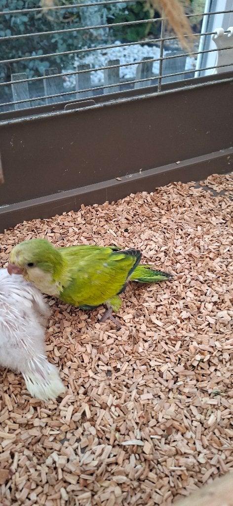 Monniksparkiet, Meerdere dieren, Parkiet, Tam