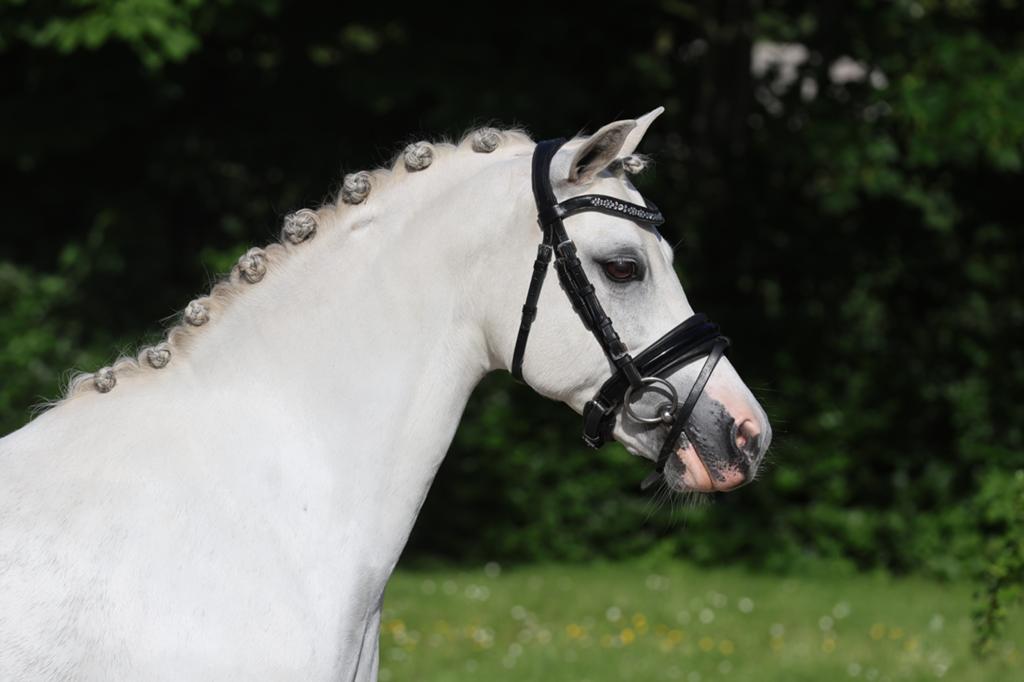 Bloedmooie welsh pony te koop, Merrie, B pony (1.17m tot 1.27m), Met stamboom, 11 jaar of ouder