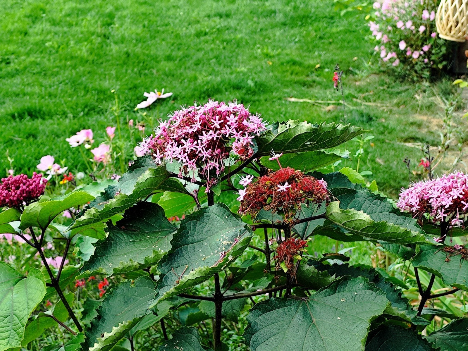 Clerodendrum Bungei (Pindakaasplant) stekken - 50-60cm, Vaste plant, Halfschaduw, Zomer, Ophalen