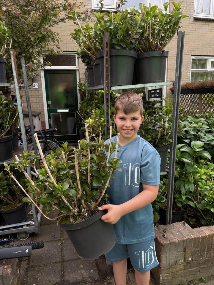 Mega Roze Hortensia's! nu 15,- per stuk, Ophalen of Verzenden, Hortensia, Struik, Minder dan 100 cm