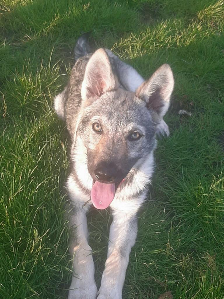 Tsjechslowaakse wolfhond, Dieren en Toebehoren, Parvo, Particulier, 8 tot 15 weken, Buitenland