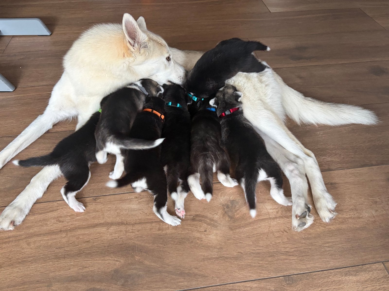 Husky pups te koop, Dieren en Toebehoren, Parvo, 8 tot 15 weken, Meerdere, Meerdere dieren