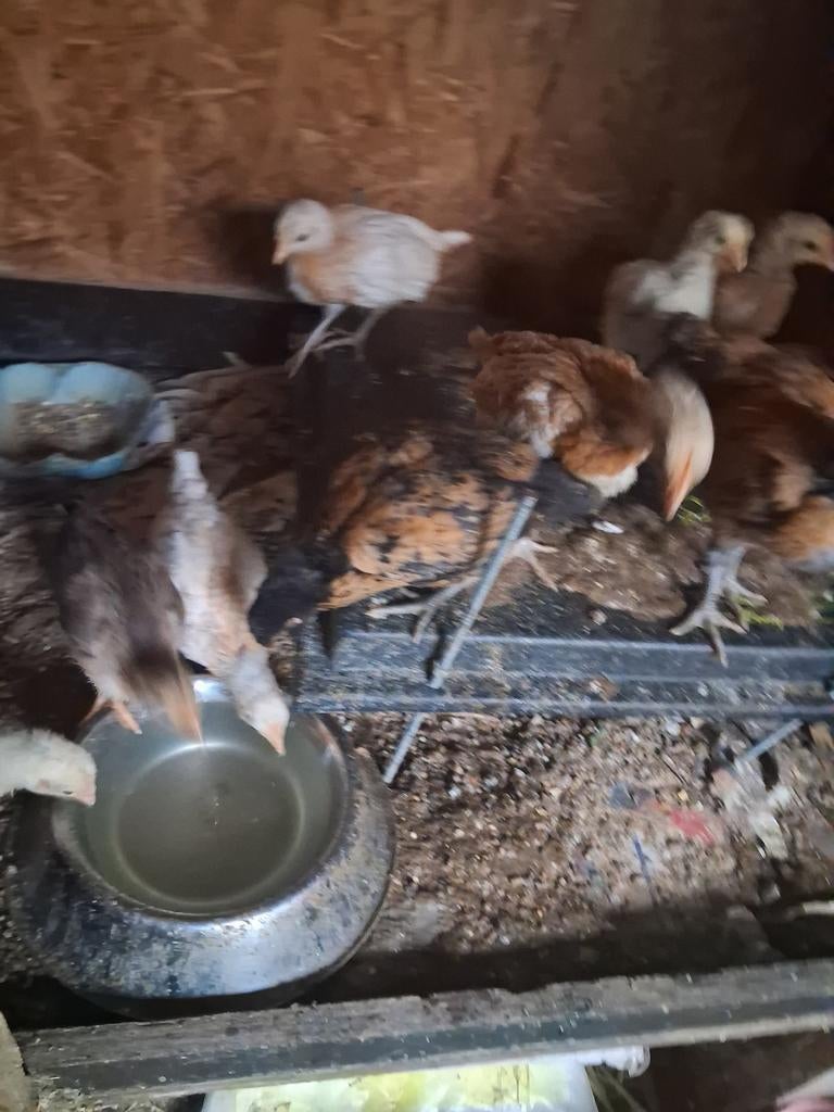4 engelse vechter kuikens 6 weken oud, Dieren en Toebehoren, Meerdere dieren, Kip