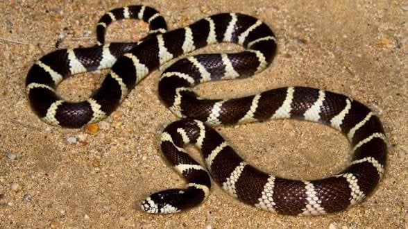 Lampropeltis slangen GEZOCHT, Dieren en Toebehoren, Slang, 0 tot 2 jaar
