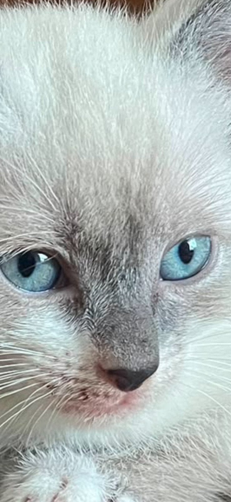Tekoop Eer mooie kittens, Meerdere dieren, Ontwormd