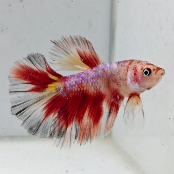 betta splendens man 40, Vis