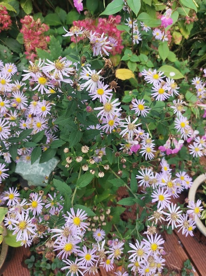Grote pollen aster Blue Star. Kan in iedere grond, Vaste plant, Halfschaduw, Herfst, Ophalen