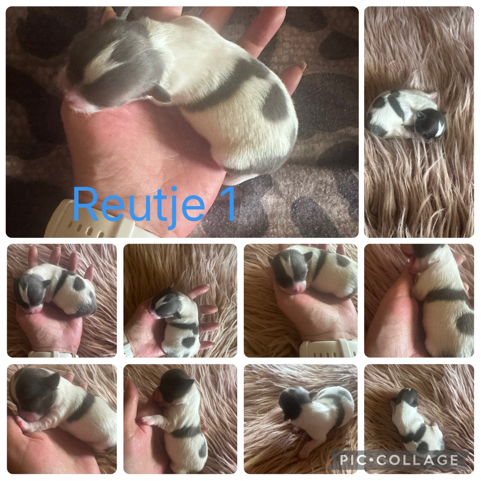 Raszuivere chihuahua pups mini en mooi gekleurd, Dieren en Toebehoren, Honden | Chihuahua's en Gezelschapshonden, 8 tot 15 weken