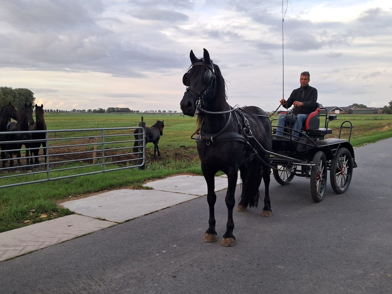 Diverse paarden te koop friese merrie en kwpn, Dieren en Toebehoren, Merrie, Met stamboom, Dressuurpaard, 3 tot 6 jaar