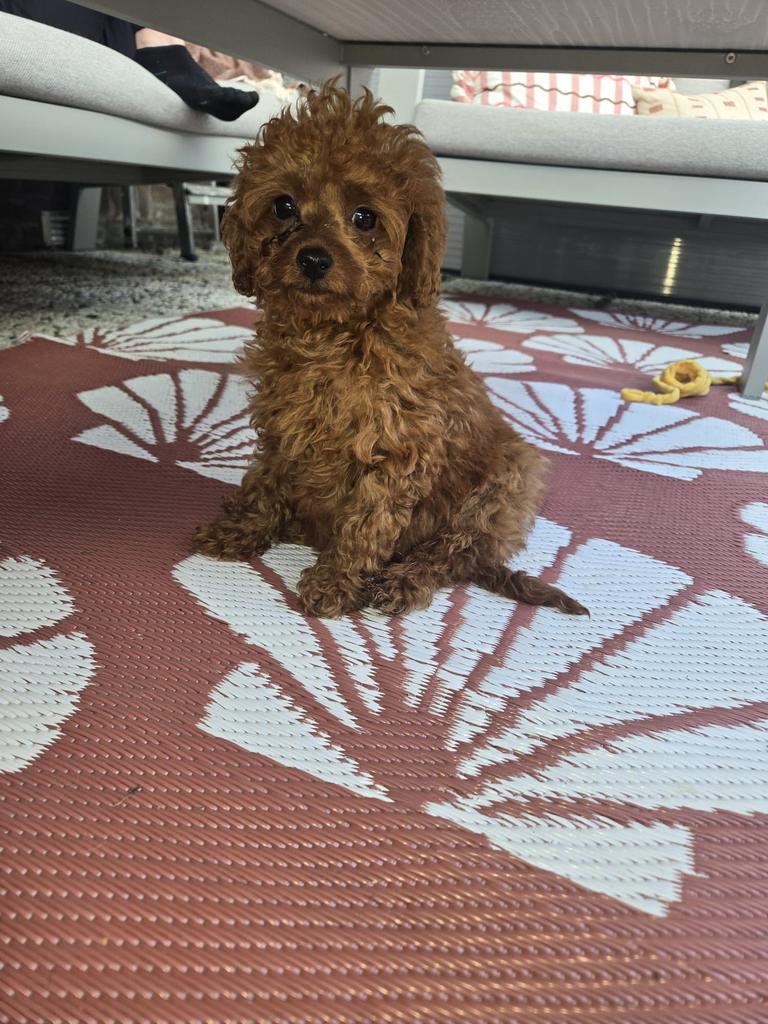 Toy poedel pup, Poedel, Particulier, 8 tot 15 weken, Buitenland