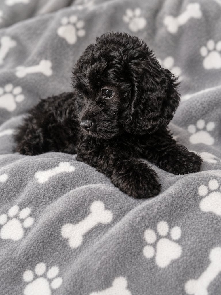 Nog 1 mini cockapoo pup, mag het nest verlaten, België, Particulier, Overige rassen, 8 tot 15 weken