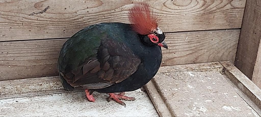 GEZOCHT 》Roul roul haantje., Dieren en Toebehoren, Vogels | Overige Vogels