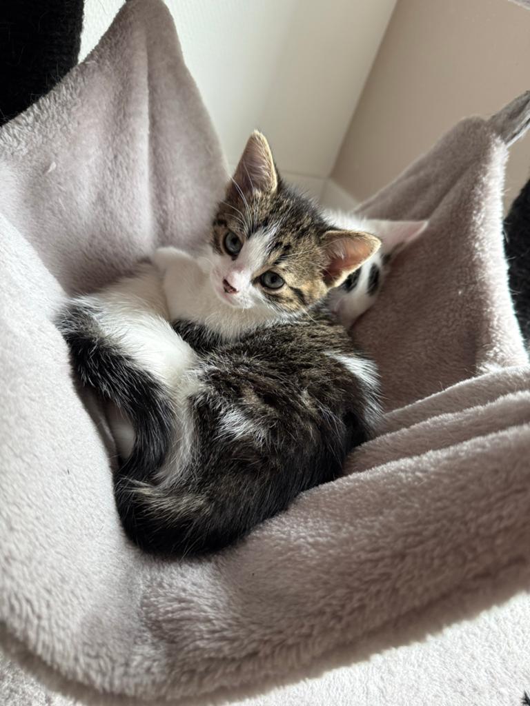 Lieve kittens, Dieren en Toebehoren, Katten en Kittens | Overige Katten, Meerdere dieren, 0 tot 2 jaar