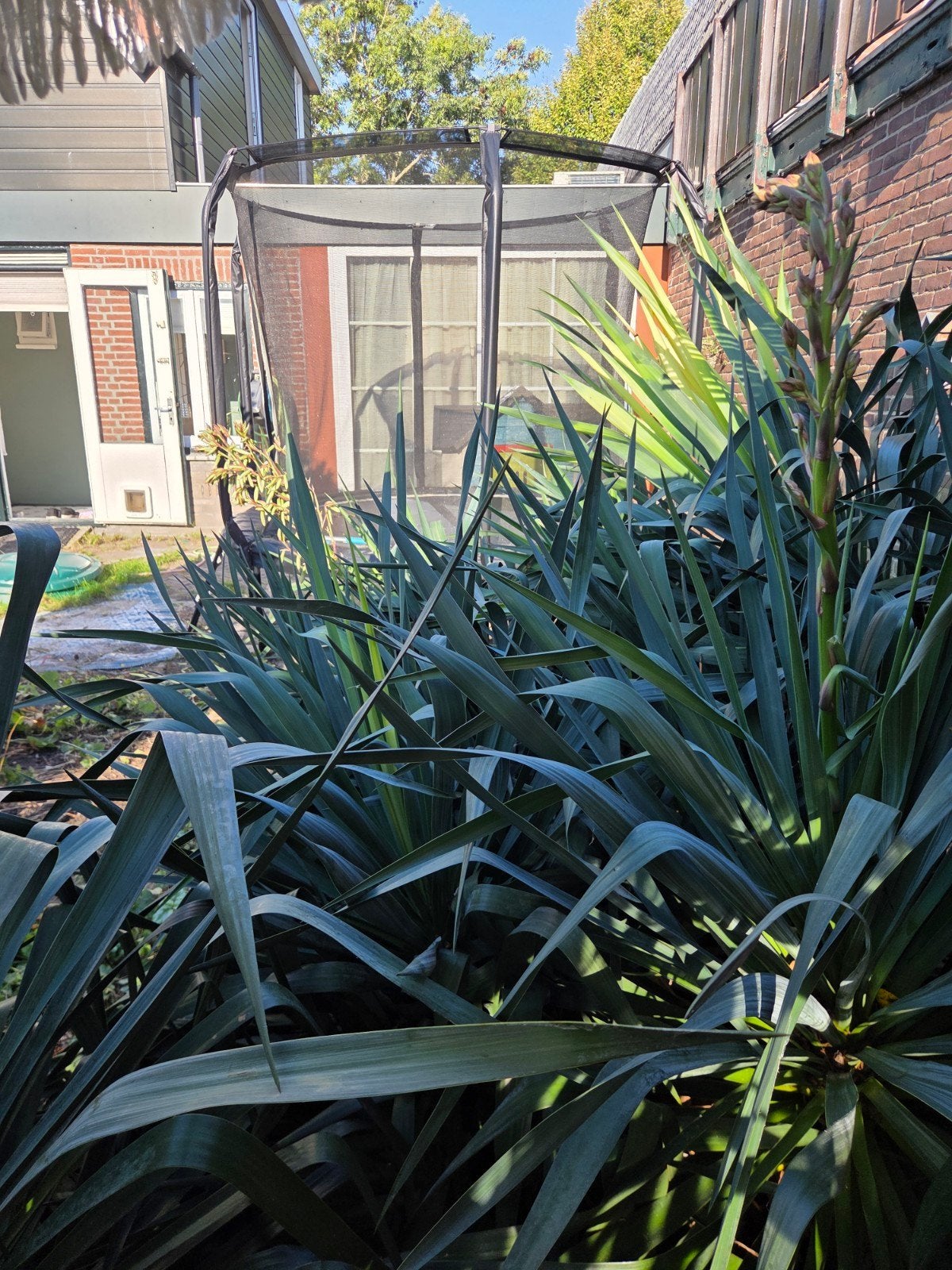 Grote Yucca plant met bloemstengel, Ophalen