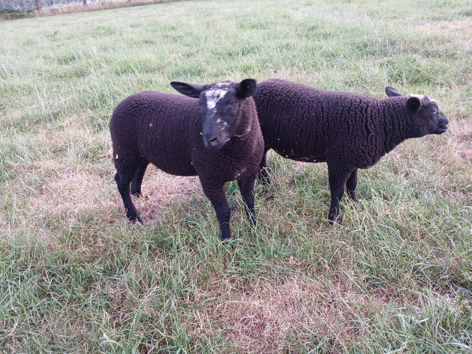 Twee ramlammeren te koop, Mannelijk, Schaap