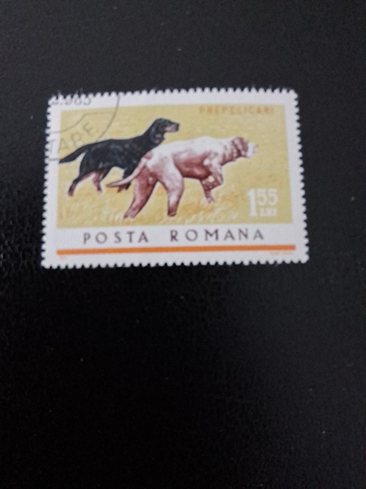 Honden. jachthonden. Roemenië, Ophalen of Verzenden, Dier of Natuur