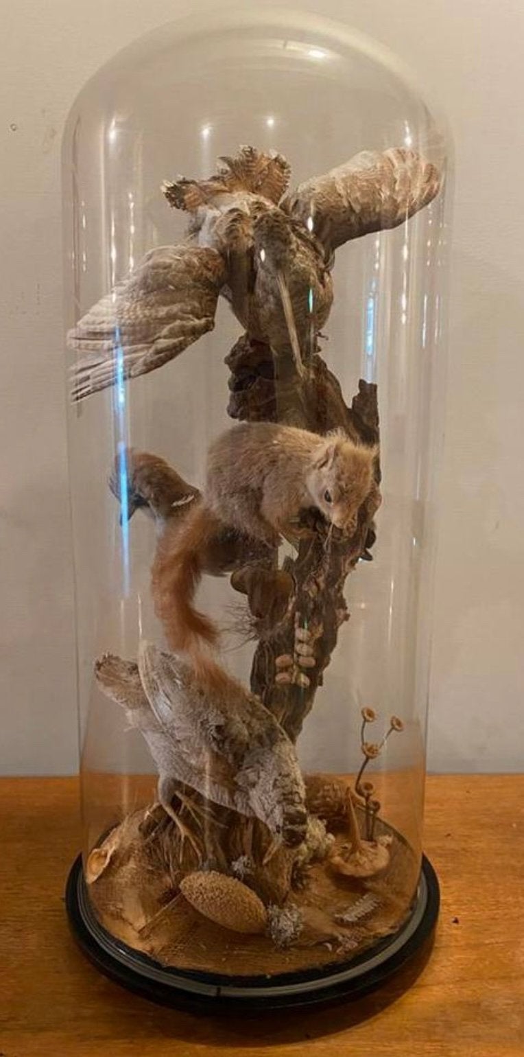 Prachtige indrukwekkende grote taxidermie stolp, Ophalen of Verzenden