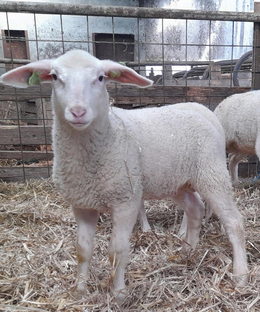 Friese melkschapen, lammeren, ooien, zoogstellen, Dieren en Toebehoren, Schapen, Geiten en Varkens, Vrouwelijk, Schaap