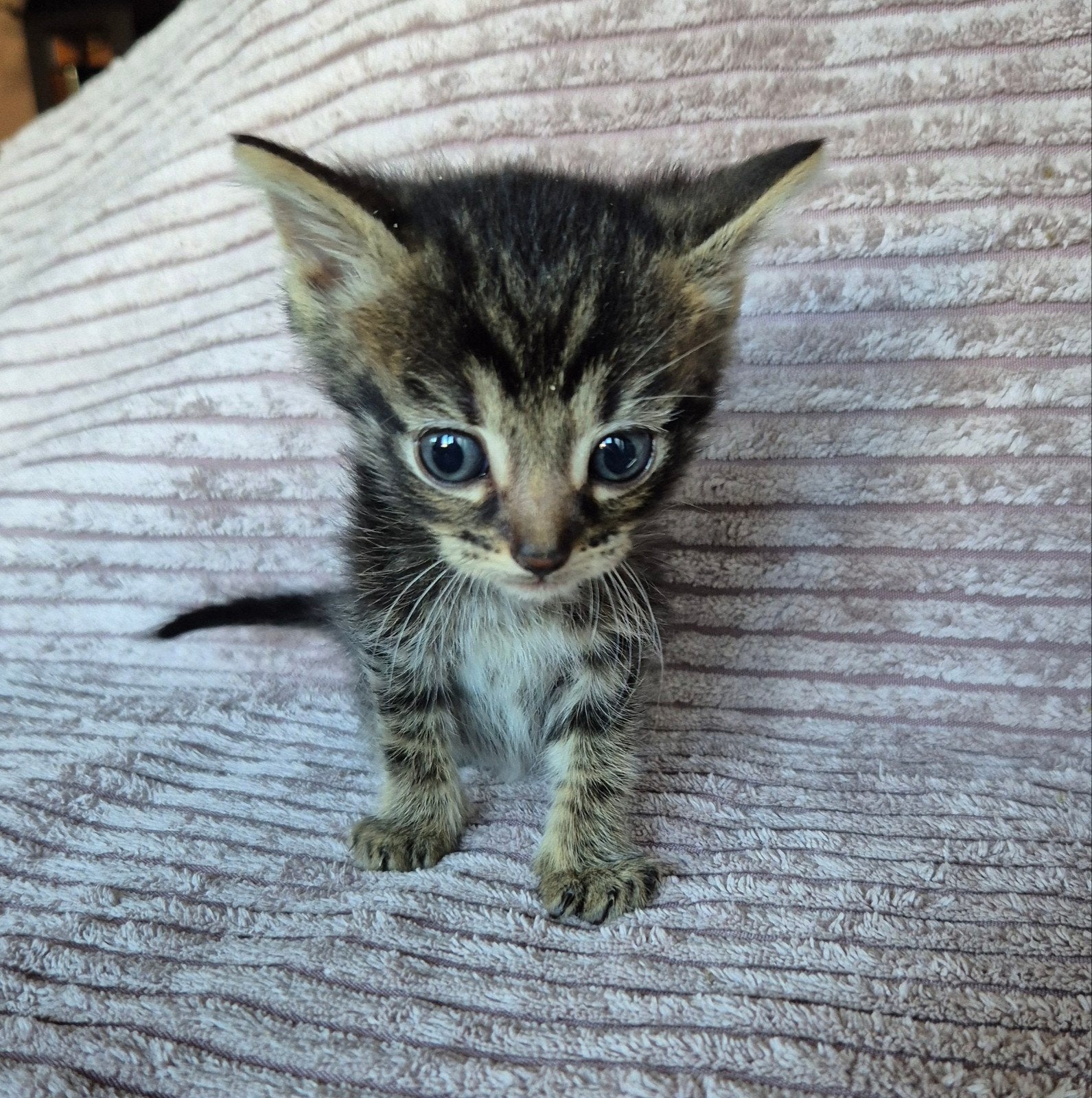 prachtig mooie kittens, Dieren en Toebehoren, Meerdere dieren